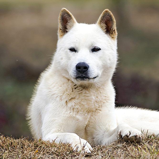 Jindo Image